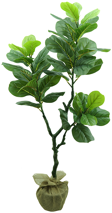 Planta Ficus Lyrata 130cm