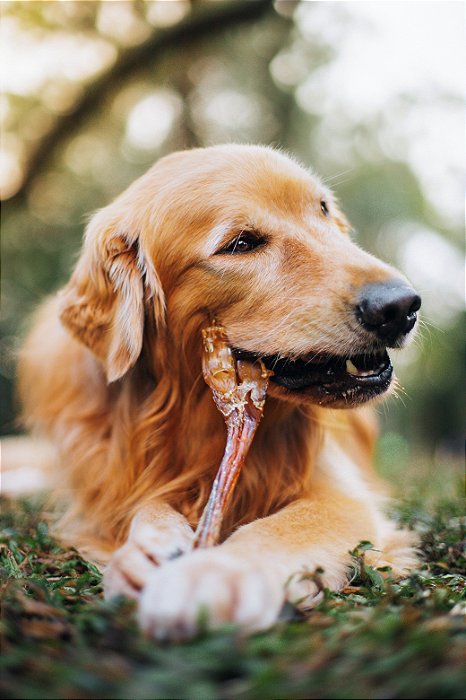 Tendão Bovino G - Natuka