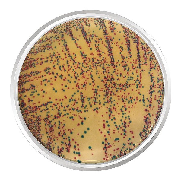 AGAR CROMOGENICO E.COLI ENTEROBACTERIA 500G - KASVI