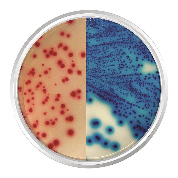 AGAR CROMOGENICO ESBL500G - KASVI