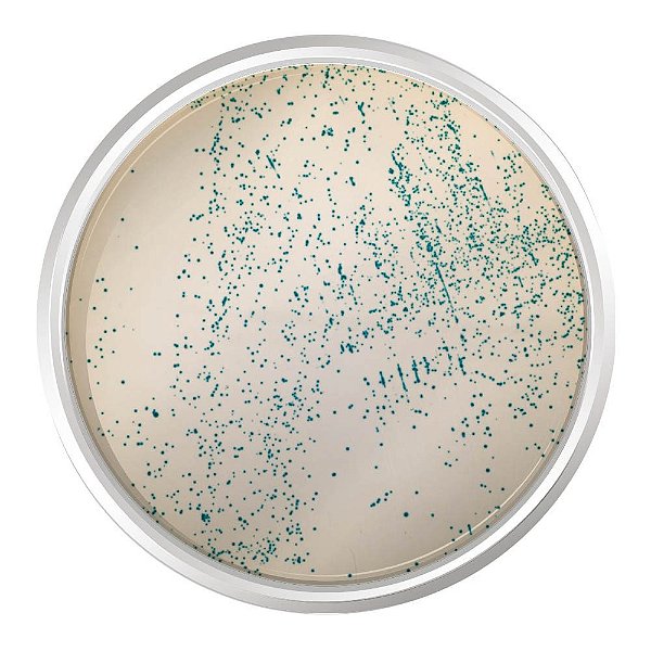 AGAR CROMOGENICO M-EI BASE 500G - KASVI