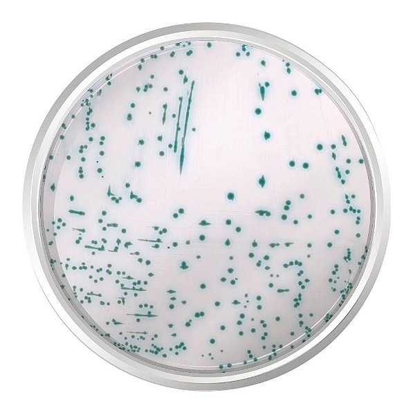 AGAR CROMOGENICO MRSA BASE 500G - KASVI