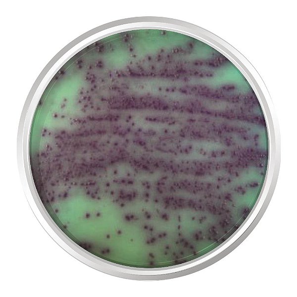 AGAR CROMOGENICO PSEUDOMONAS 500G - KASVI