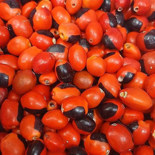 Semente de Olho de Cabra