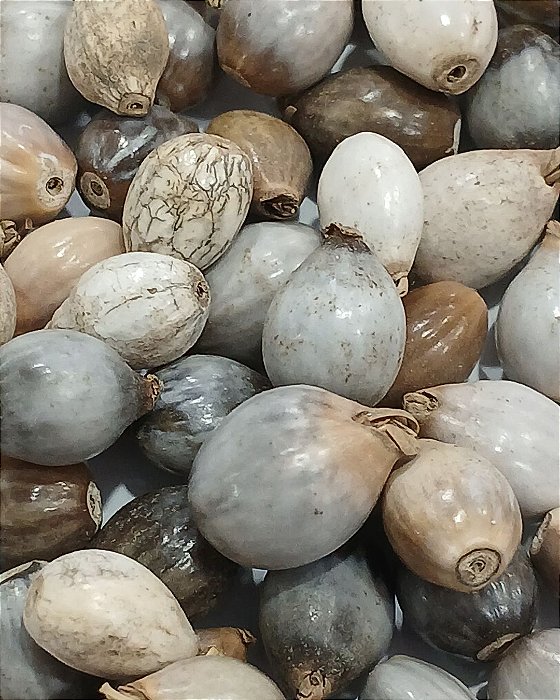 Semente Lagrima de Nossa Senhora