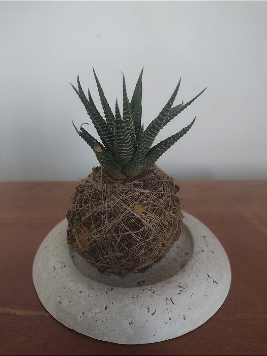 KOKEDAMA COM BASE E MUDA DE PLANTA