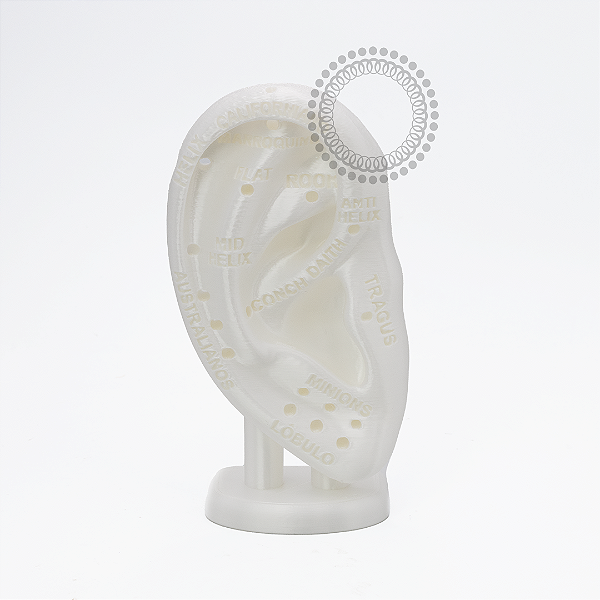 EP38 Orelha Didática 3D Em Resina