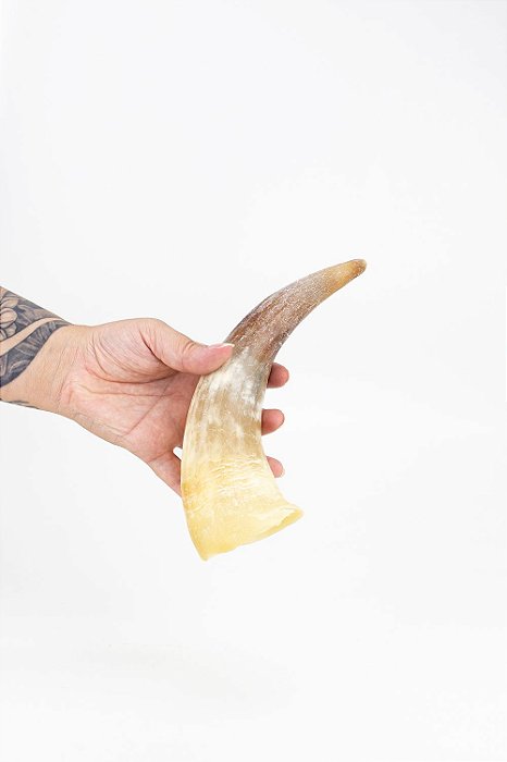 Chifre Bovino Kit 2 unidades Tipo: Medio