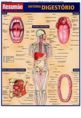Livro Sistema Digestorio Resumao - Barros