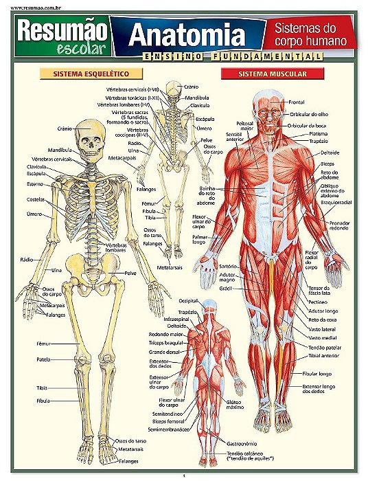 Livro Resumão Anatomia - Perez