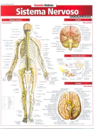 Livro Sistema Nervoso Avancado - Barros, Fischer e as