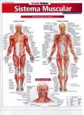 Livro Resumão Sistema Muscular Avançado