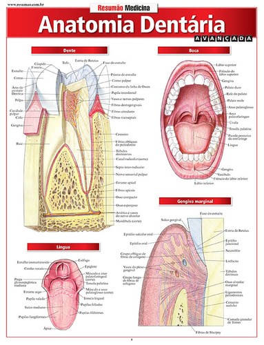 Livro Resumao Medicina - Anatomia Dentária Avançada - Perez