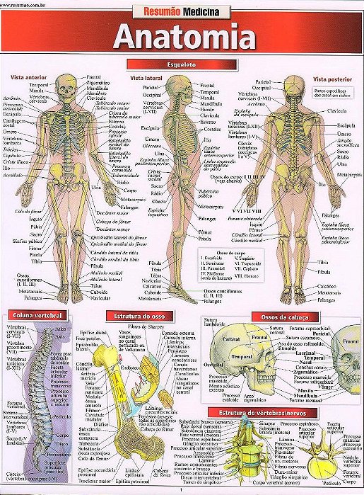 Livro Anatomia Resumao - Barros
