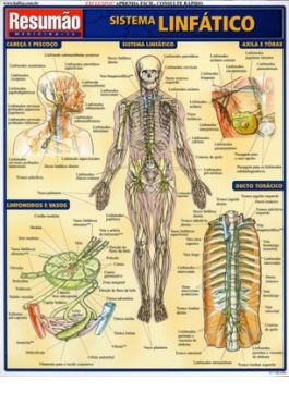 Livro Sistema Linfatico Resumao - Barros
