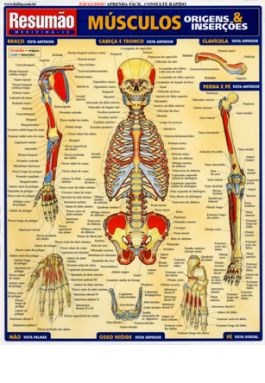 Livro Musculos: Origens & Insercoes - Resumao - Franca