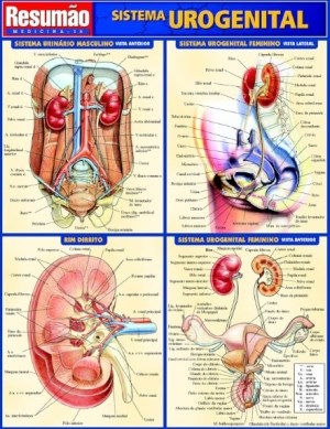 Livro Sistema Urogenital Resumao - Barros