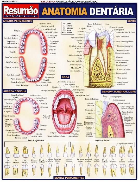 Livro Anatomia Dentaria Resumao - Fischer