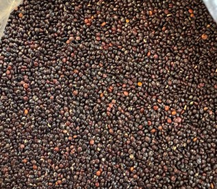 Quinoa Negra