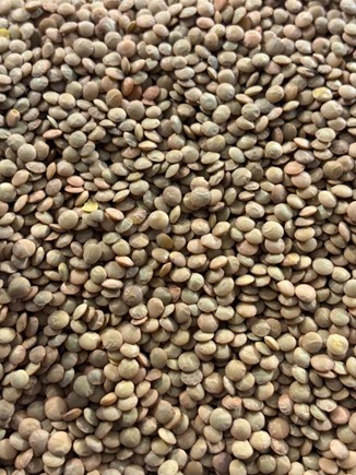 Lentilha Canadense