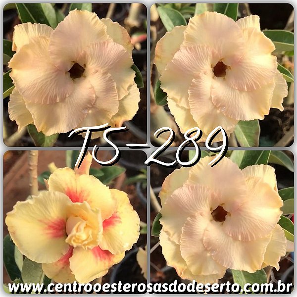 Rosa do Deserto Enxerto TS-289