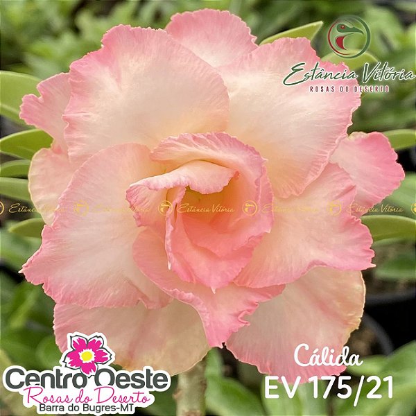 Rosa do Deserto Enxerto EV-175 Cálida