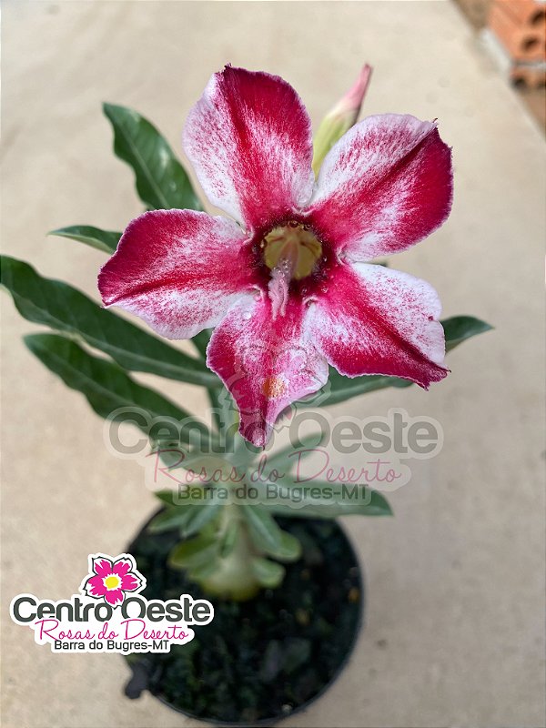 Rosa do Deserto - Sementeira Planta 0001/22