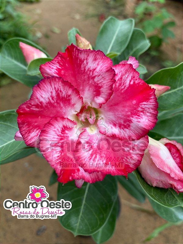 Rosa do Deserto - Sementeira Planta 0005/22
