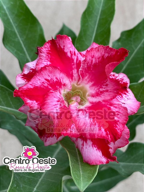 Rosa do Deserto - Sementeira Planta 0011/22