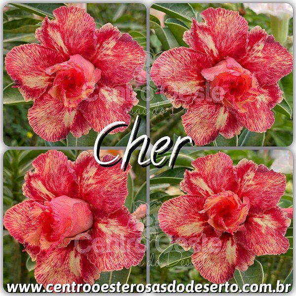 Rosa do Deserto Enxerto - CHER