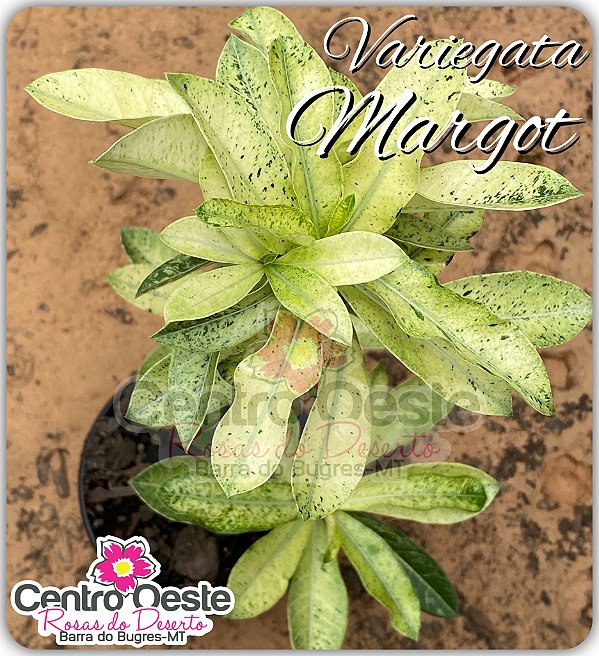 Rosa do Deserto Enxerto - Variegata Margot