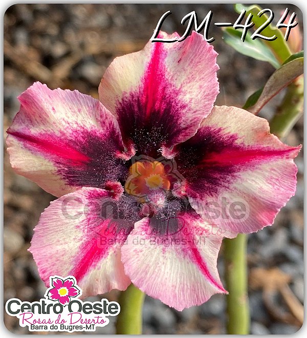 Rosa do Deserto Enxerto - LM-424