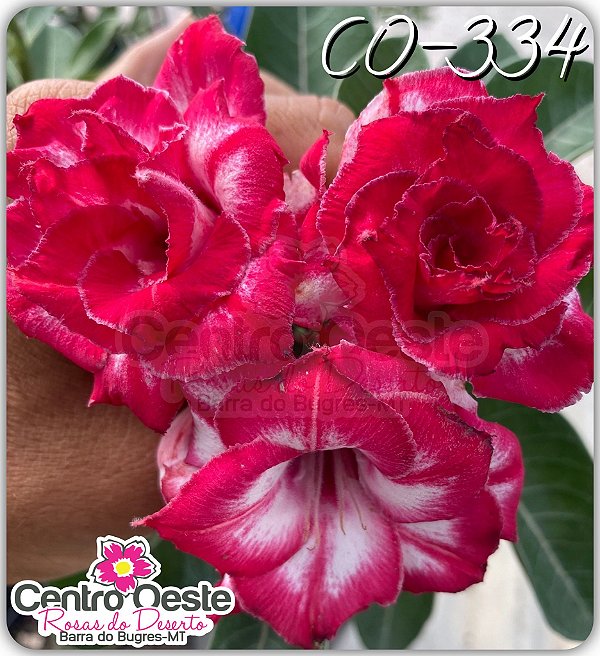 Rosa do Deserto Enxerto - CO-334