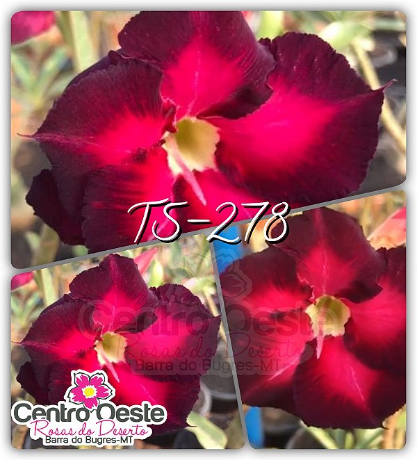 Rosa do Deserto Enxerto TS-278