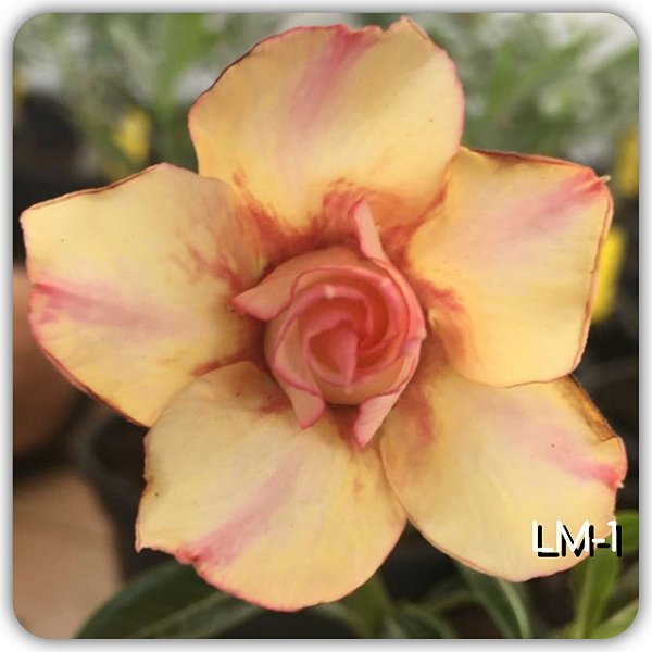 Rosa do Deserto Muda de Enxerto - LM-01 - Flor Dobrada