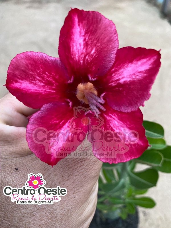 Rosa do Deserto - Sementeira Planta 0036/22