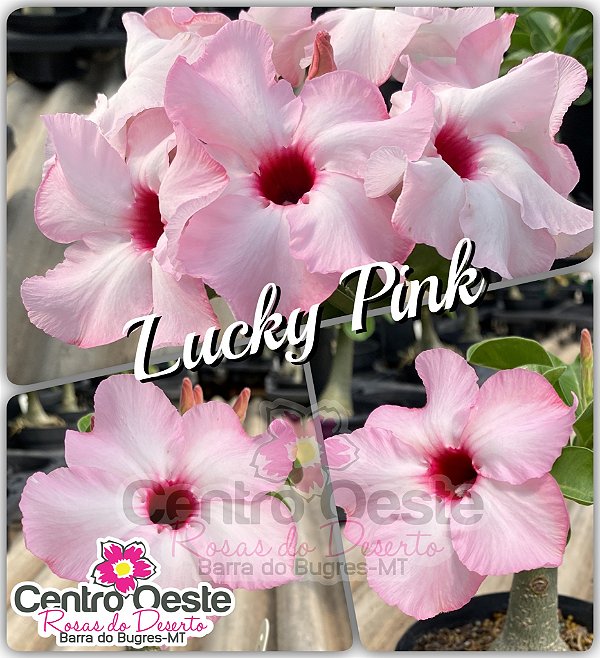 Rosa do Deserto Enxerto - Lucky Pink