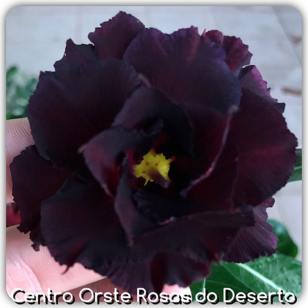 Rosa do Deserto Muda de Enxerto - EV-421 - Flor Tripla Negra
