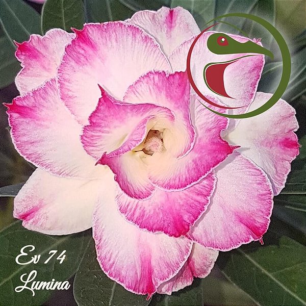 Rosa do Deserto Muda de Enxerto - EV-074 - Lumina - Flor Tripla