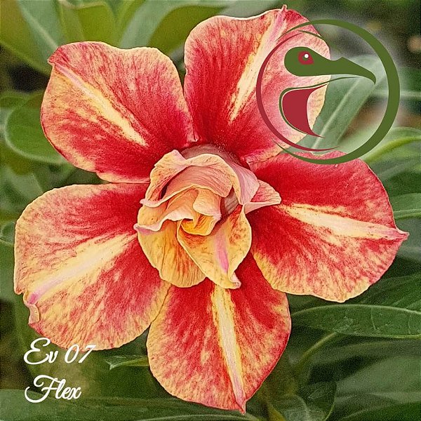 Rosa do Deserto Muda de Enxerto - EV-007 - Flex