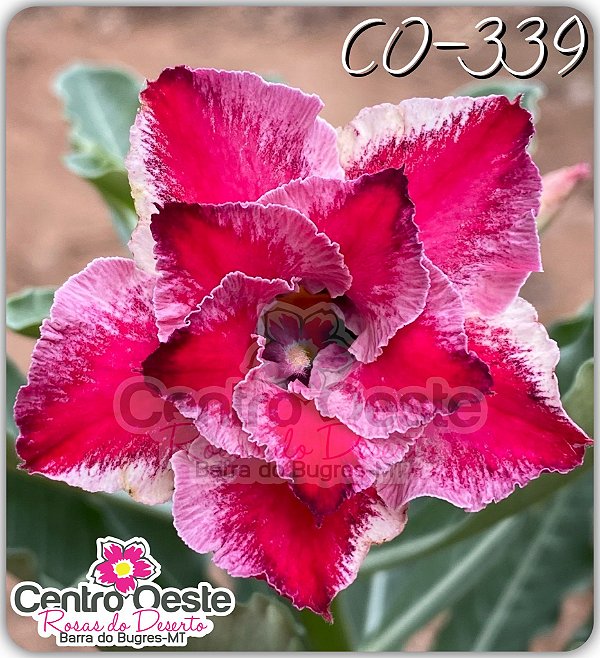 Rosa do Deserto Enxerto - CO-339