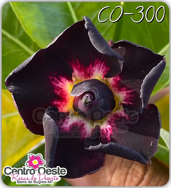 Rosa do Deserto Enxerto - CO-300