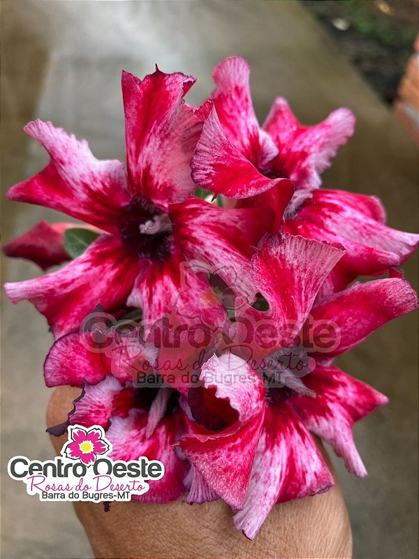 Rosa do Deserto - Sementeira Planta 0041/22