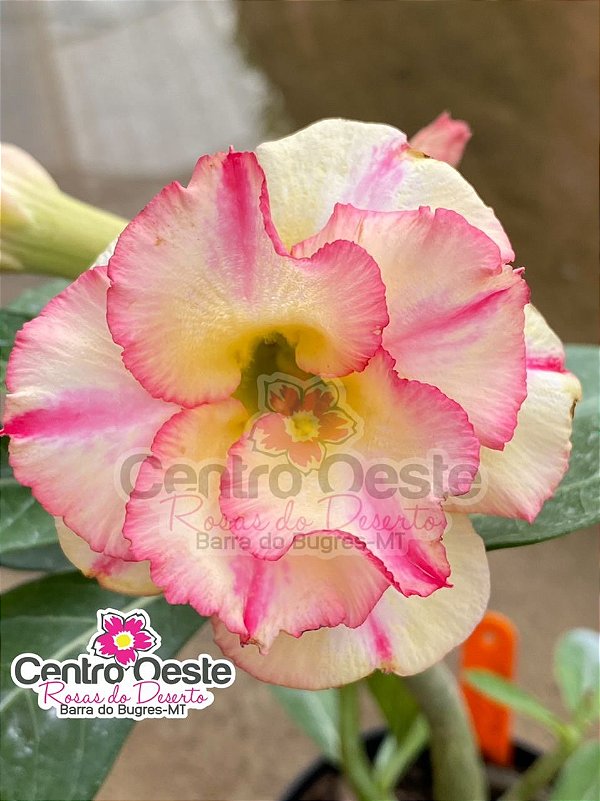 Rosa do Deserto - Sementeira Planta 0044/22