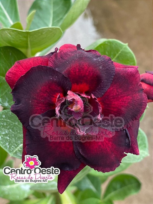 Rosa do Deserto - Sementeira Planta 0045/22