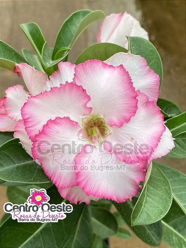 Rosa do Deserto - Sementeira Planta 0046/22