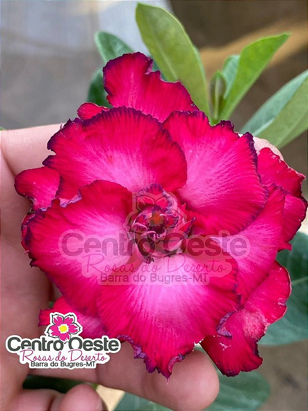 Rosa do Deserto - Sementeira Planta 0050/22