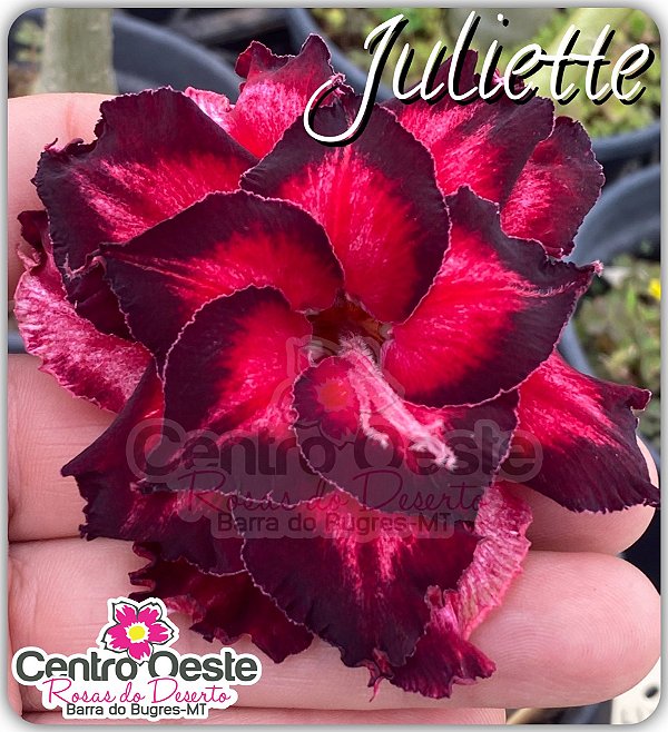 Rosa do Deserto Enxerto - Juliette (PEQUENA)