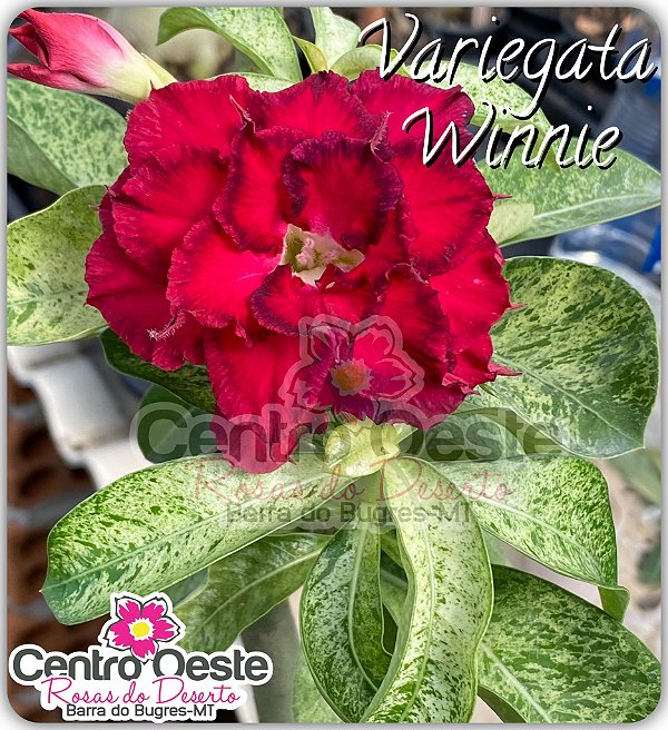 Rosa do Deserto Enxerto - Variegata Winnie