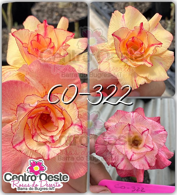Rosa do Deserto Enxerto - CO-322 (Pequena)
